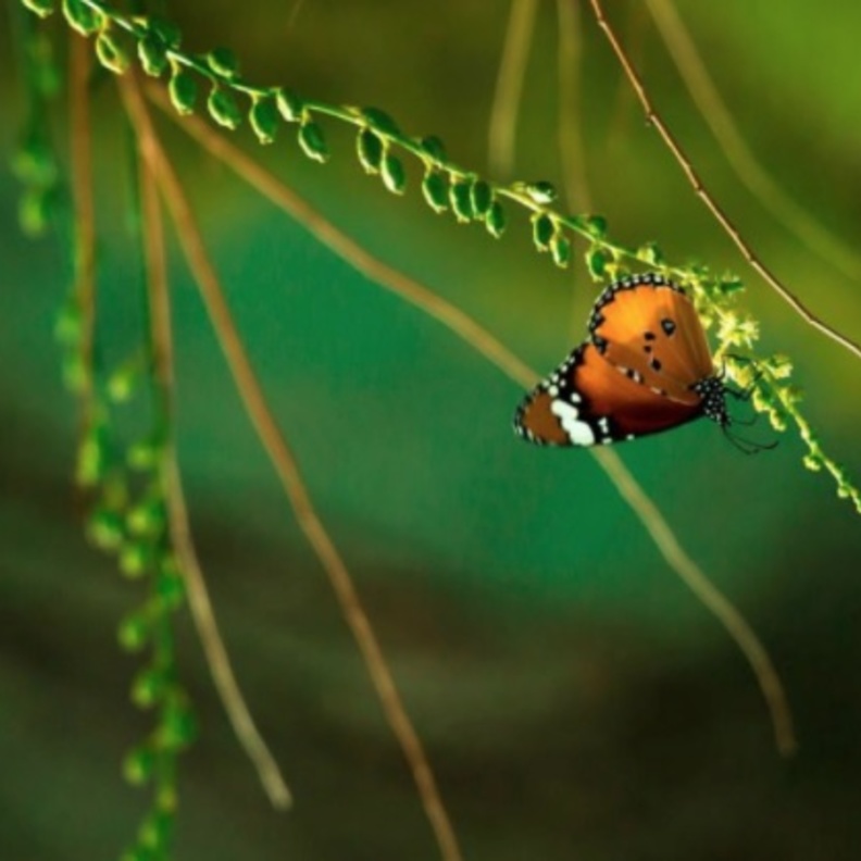 سحر الطبيعة الخلابة في محمية وادي الحلو