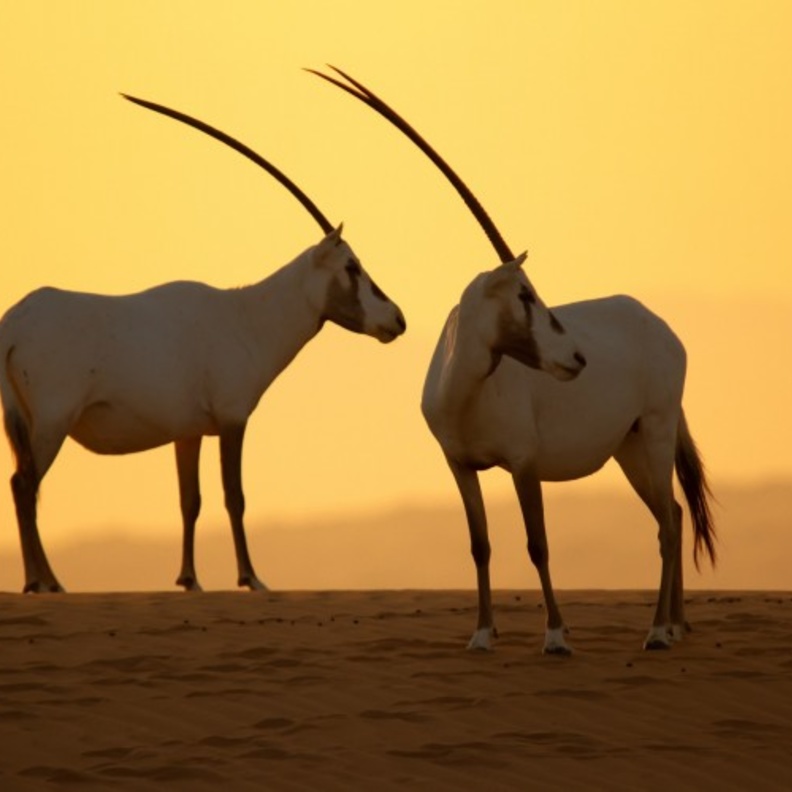 طبيعة خلابة في محمية دبي الصحراوية - المصدر وكالة أنباء الإمارات 