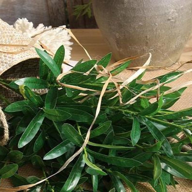  فوائد أوراق الزيتون الصحية