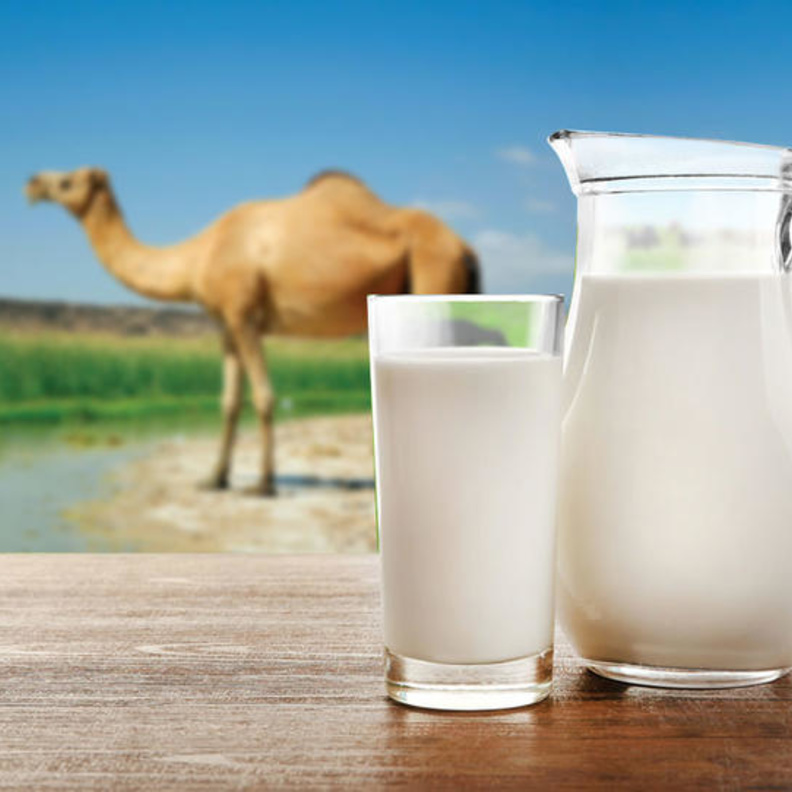 رئيسية فوائد حليب الإبل الصحية