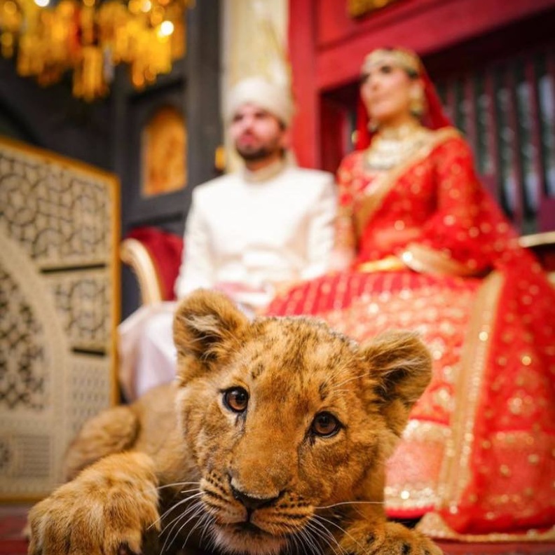 انتقادات لعروسين باكستانيين بسبب استخدامهما لأسد صغير في جلسة تصوير