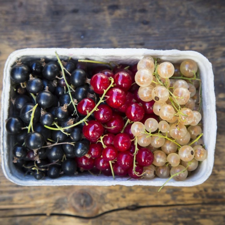 ماهي انواع الكشمش وماهي فوائده الصحية