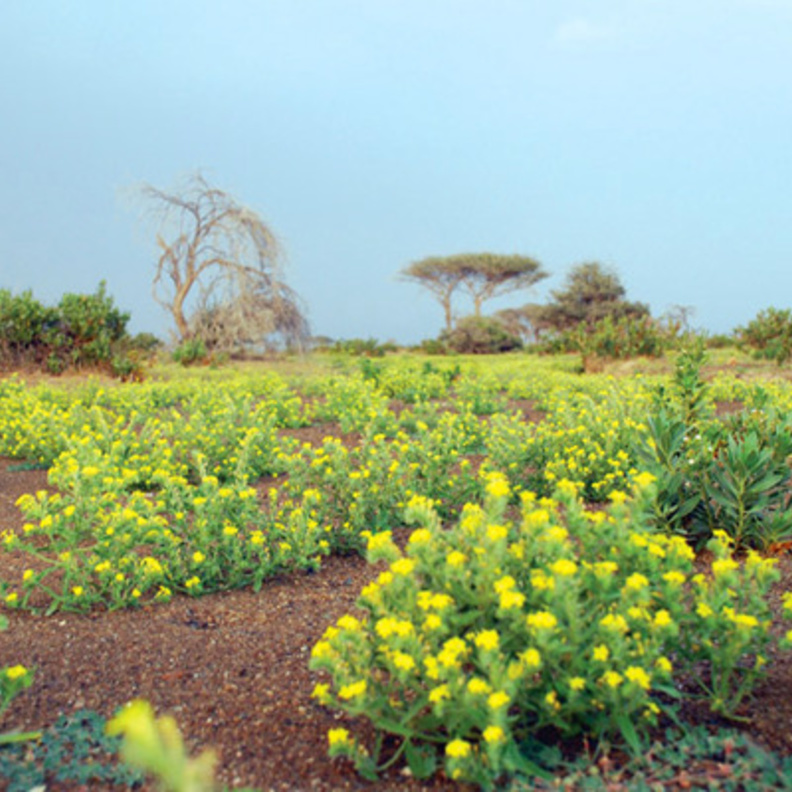 محمية البردي وجهة مثالية لعشاق الطبيعة