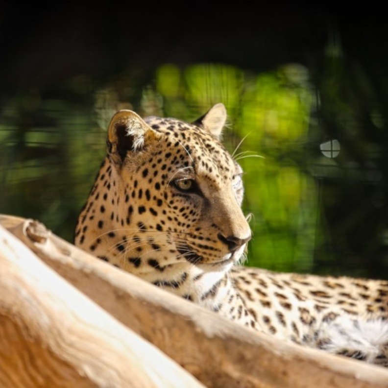 العديد من الحيوانات النادرة في حديقة الحيوانات بالعين- المصدر وكالة أنباء الإمارات