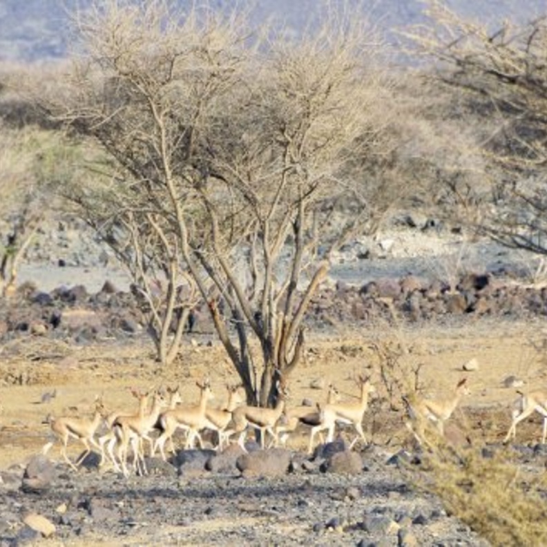 سحر الطبيعة الخلابة في محمية الحفية الطبيعية
