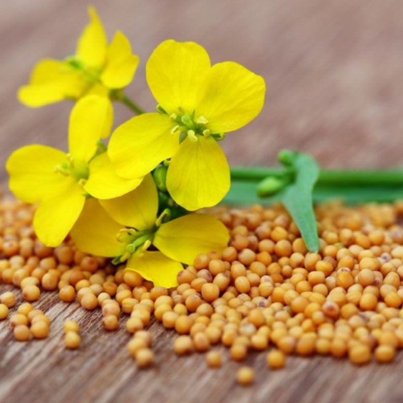 ما هي أهم فوائد حبوب الخردل لانقاص الوزن