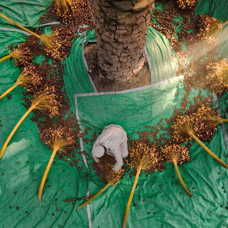 المصور عبدالله الشيخ ينال المركز الأول في جائزة خليفة الدولية لنخيل التمر بالإمارات