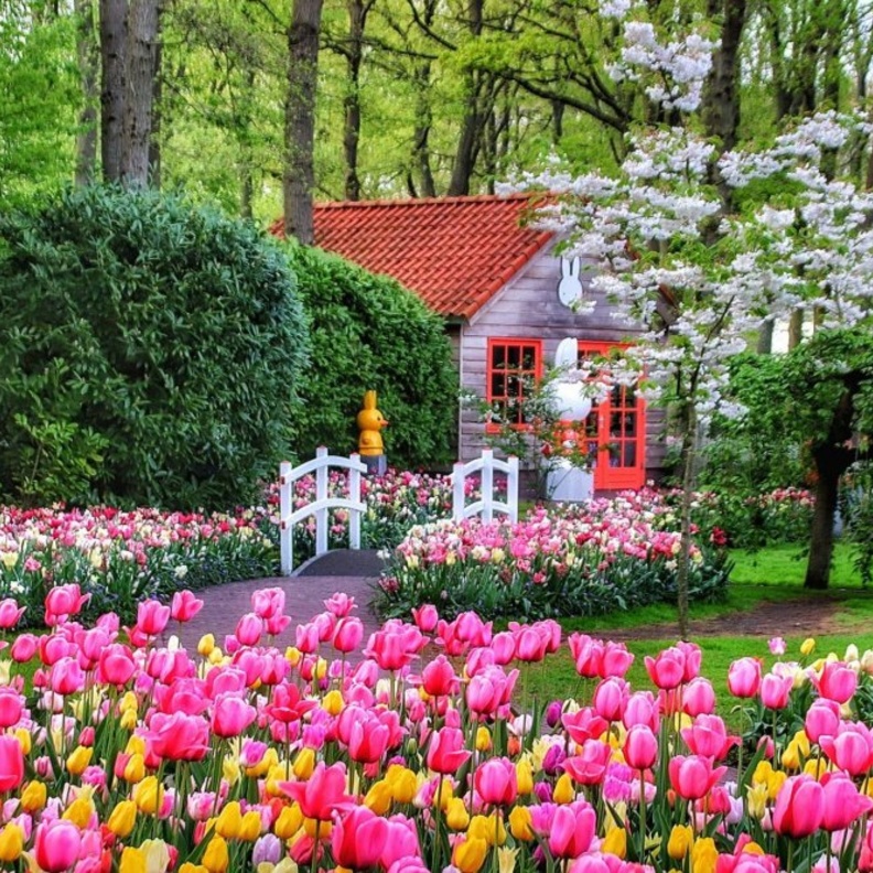 السياحة في هولندا حديقة كوكن هوف Keukenhof Gardens