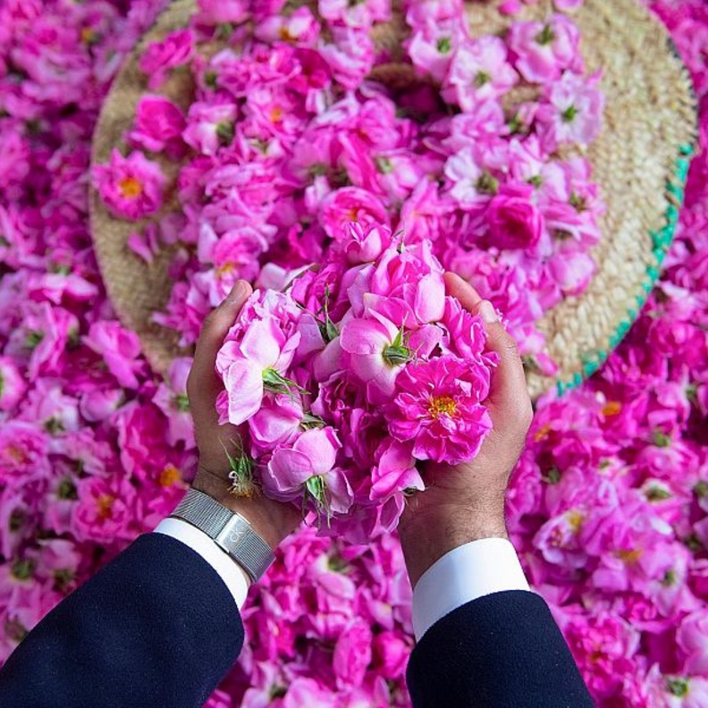 الورد الطائفي.. سحر خاص لمدينة العطور والورود - المصدر وكالة الأنباء السعودية