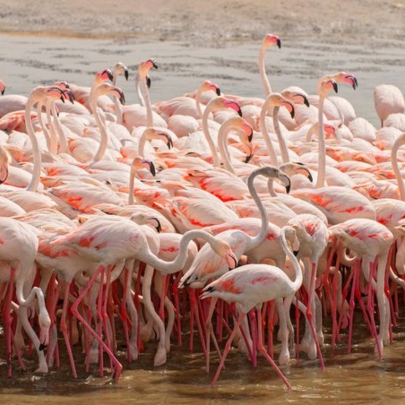 محمية رأس الخور للحياة البرية