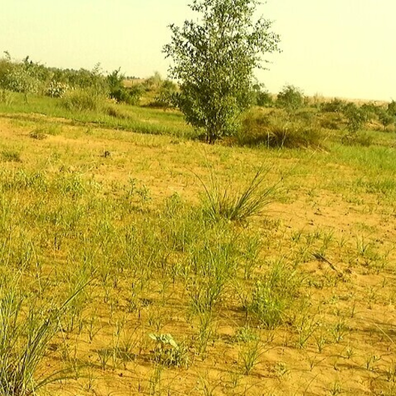 محمية حزام غابات المنتثر وجهة ساحرة لعشاق الطبيعة