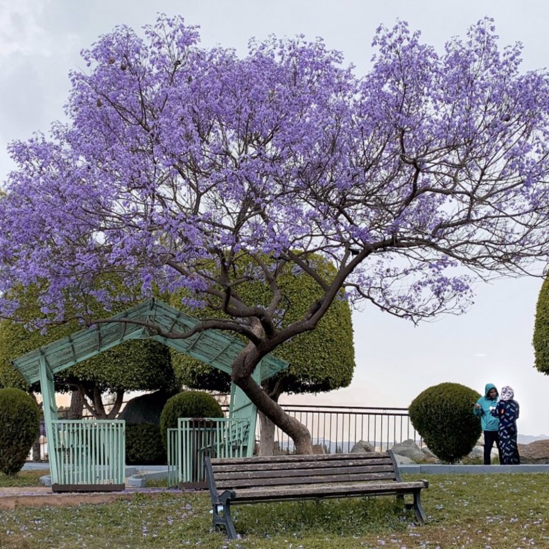 سحر الطبيعة يتجسد في أبها - المصدر حساب A1AMH