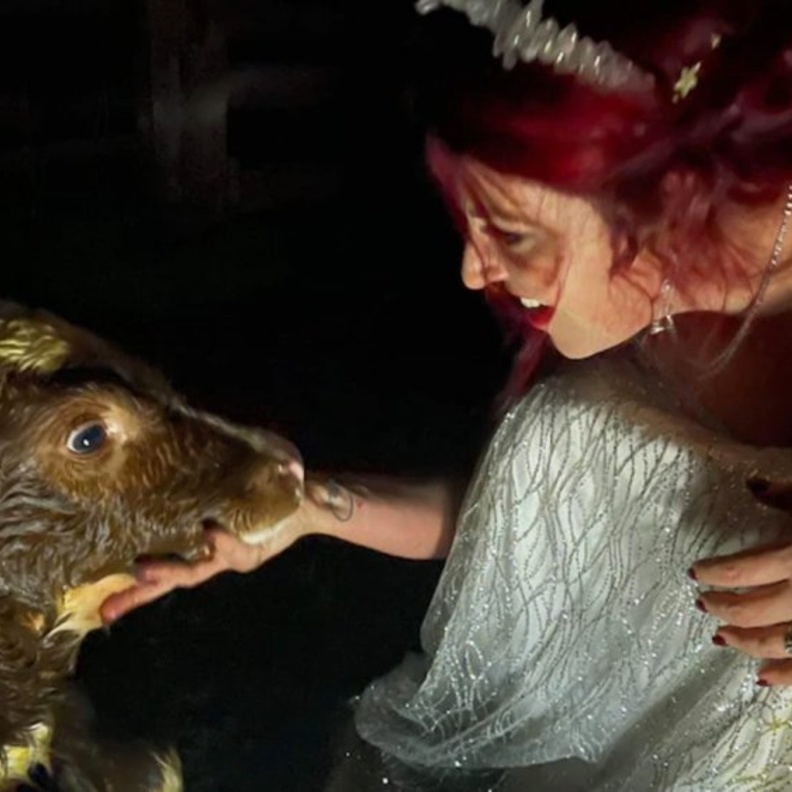 عروس تساعد في ولادة بقرة بفستان الزفاف