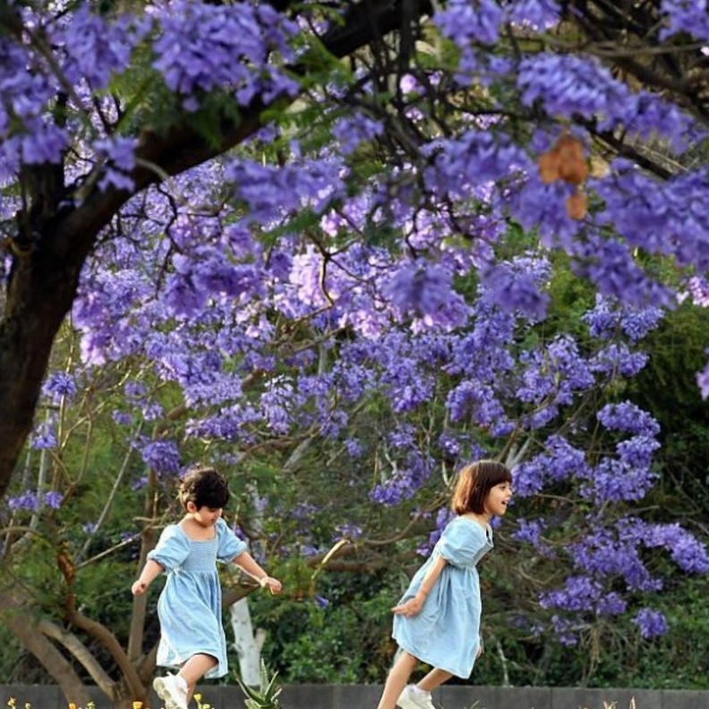 أشجار الجاكرندا تحول أبها إلى لوحة طبيعية خلابة - المصدر وكالة الأنباء السعودية