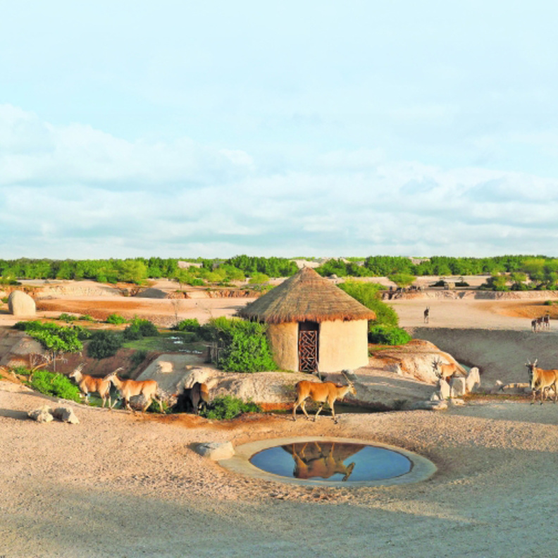 سفاري العين.. وجهة ساحرة لعشاق المغامرة بالإمارات