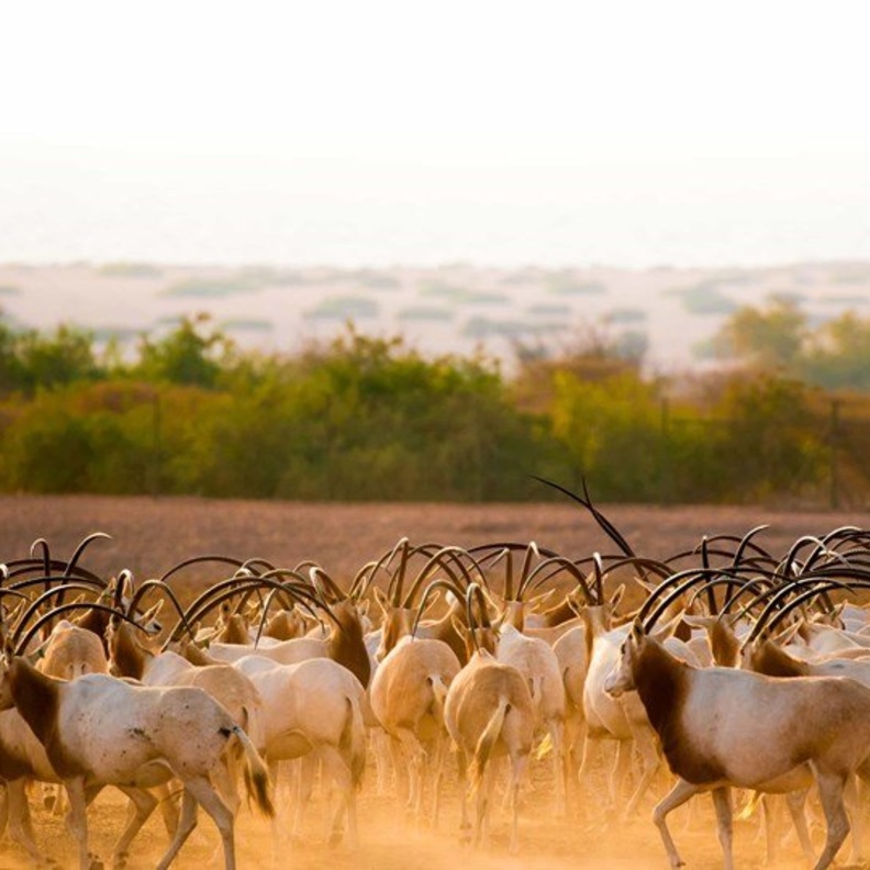 منتزه الحياة البرية العربية في أبوظبي.. تجربة مشوقة في أحضان الطبيعة