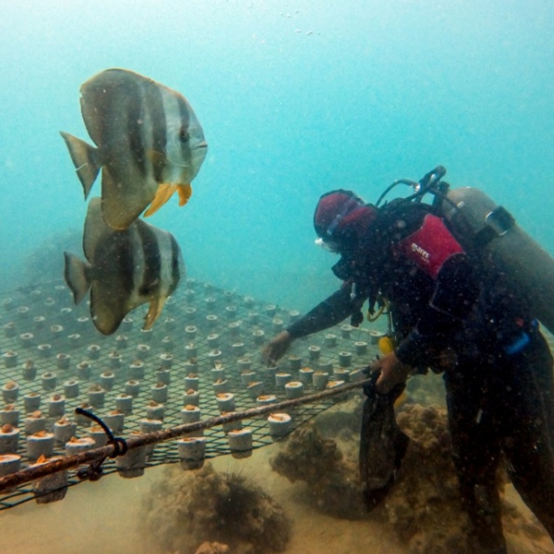 أكثر من مليون مستعمرة من الشعاب المرجانية في المشروع