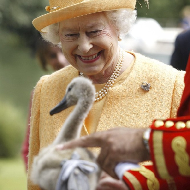 بين غريبة وأخرى أليفة.. ما هي الحيوانات التي تمتلكها ملكة بريطانيا؟