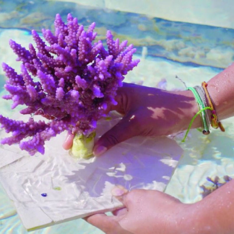 إنشاء أكبر حديقة مرجانية في العالم الصورة من حساب جامعة كاوست