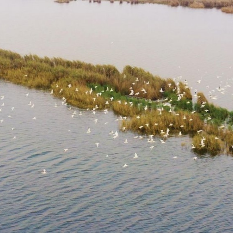 الطبيعة الخلابة في الأحساء - المصدر وكالة الأنباء السعودية