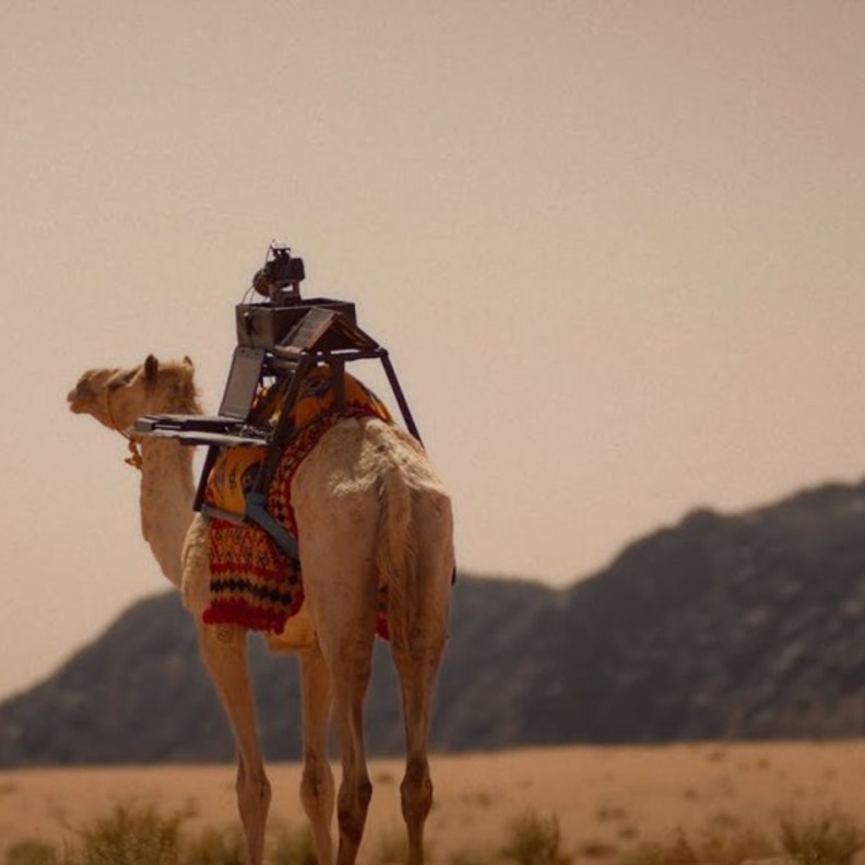 سارحة أول ناقة صانعة محتوى في العالم - من موقع سارحة