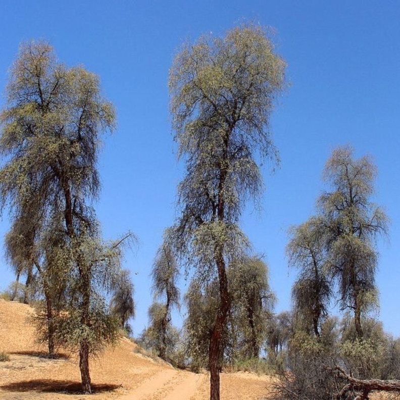  سحر الطبيعة في محمية المنتثر الطبيعية - المصدر تويتر