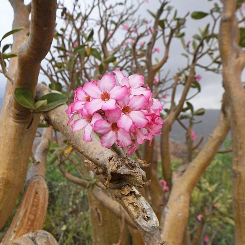 زهور عسير.. ألوان زاهية وروائح عطرية تأسر القلوب - المصدر وكالة الأنباء السعودية