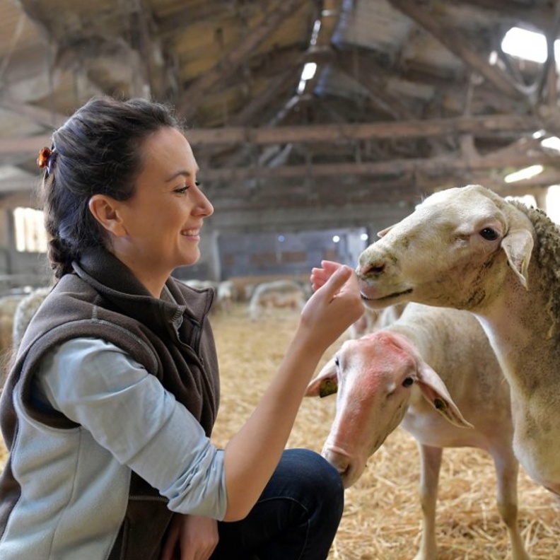 كيف تشاركين زوجك اختيار خروف العيد