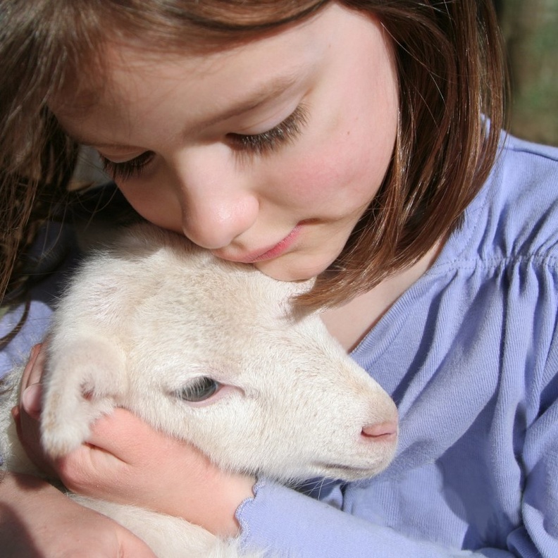 هل مشاهدة الأطفال لذبح الاضحية آمن وما هو السن المناسب لمشاهدتها