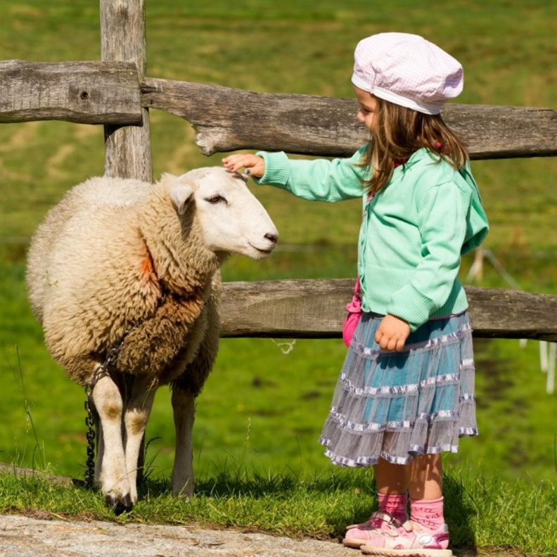 ما هي أسباب رفض الطفل تناول لحم خروف العيد