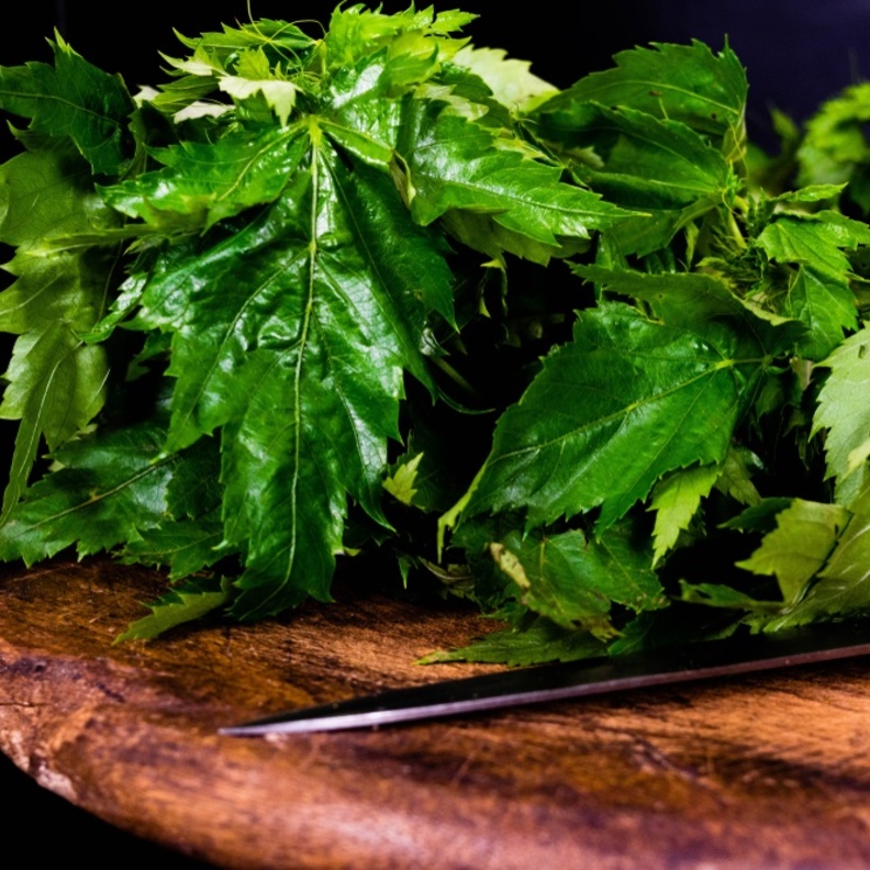 فوائد صحية غير متوقعة للملوخية