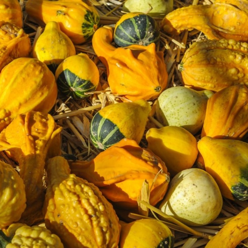 ماهي نباتات الاسكواش وما فوائدها الصحية