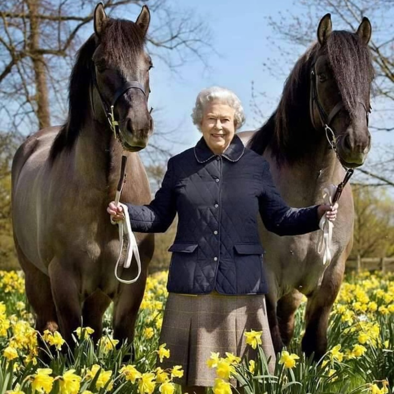 إجمالي جوائز خيول الملكة الفائزة 18 مليون إسترليني