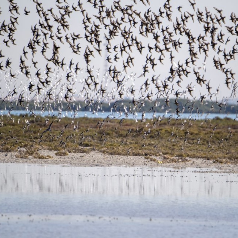 محمية السينية.. طبيعة خلابة وأجواء مثالية لعشاق الطبيعة والاستجمام بالإمارات- المصدر وكالة أنباء الإمارات