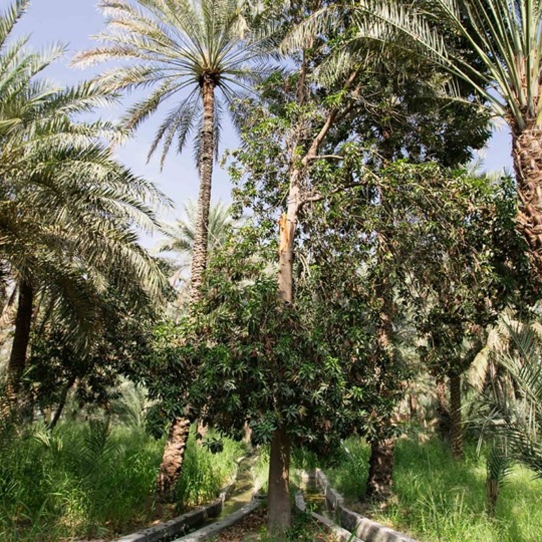 أجواء مثالية لجميع العائلة في الواحة المصغرة- المصدر أبوظبي للسياحة والثقافة