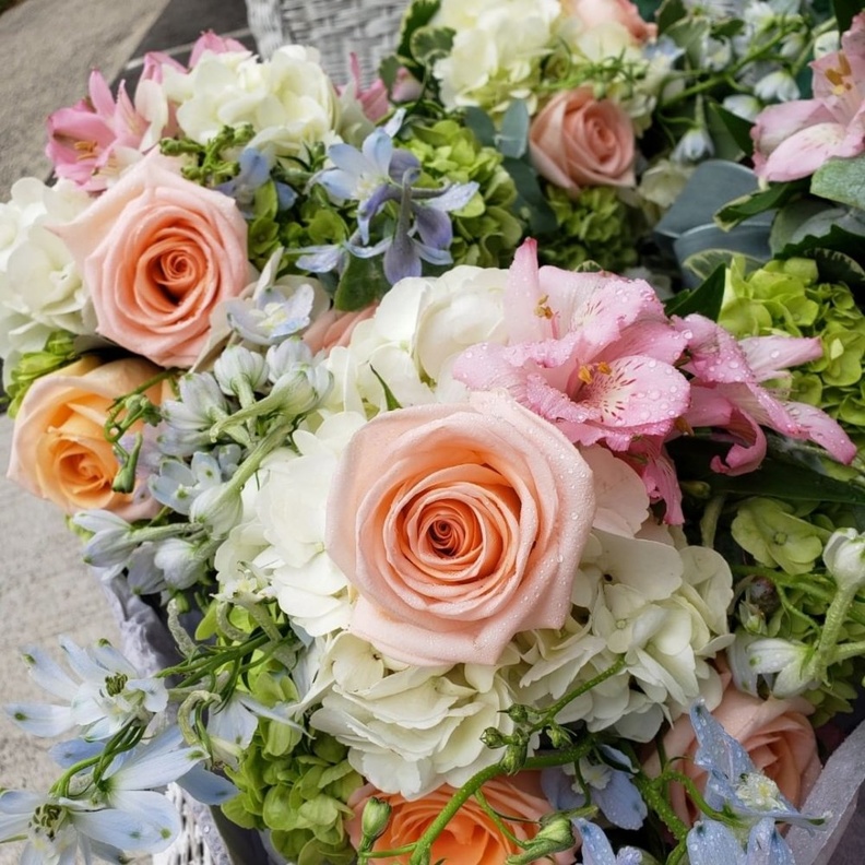 الكوبية Hydrangeas