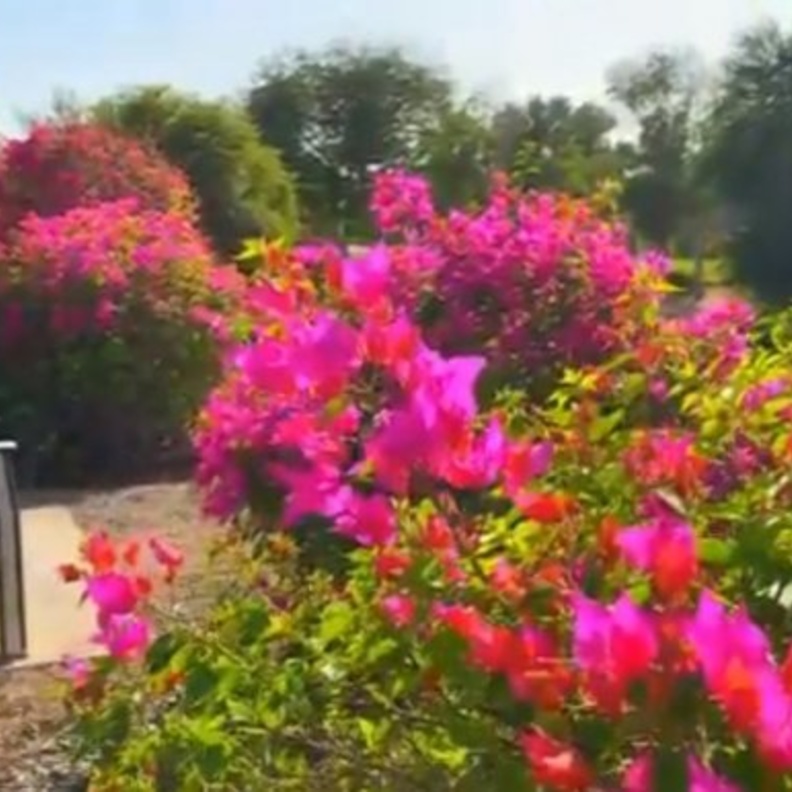 المساحات الخضراء تزيد من جمال منتزه خليفة ابوظبي - المصدر منتزه خليفة ابوظبي