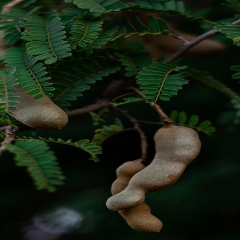  ماهي فوائد التمر الهندي للكبد