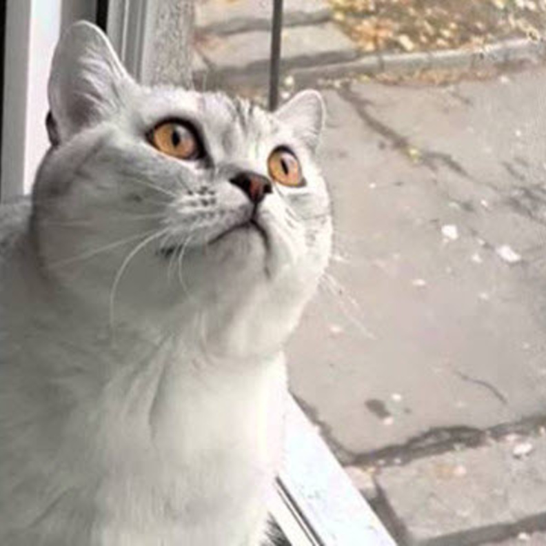 القط الأكثر تركيزاً