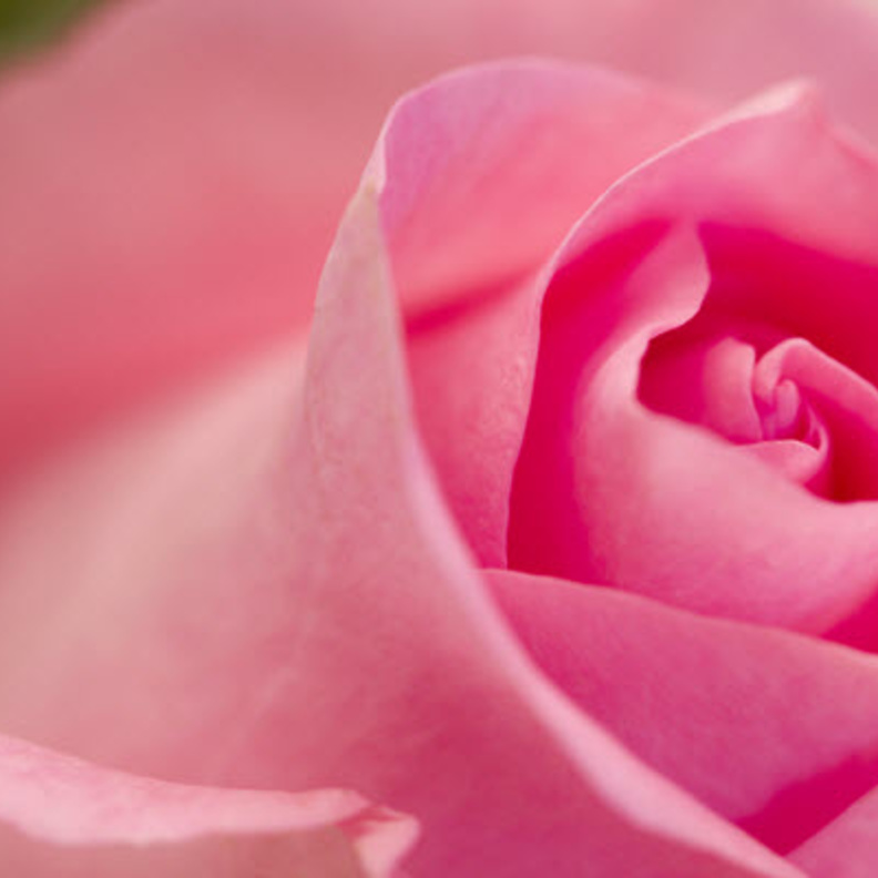 سينتشر اللون الزهري في معظم فنادق ومطاعم دبي خلال شهر أكتوبر دعماً لحملة سرطان الثدي