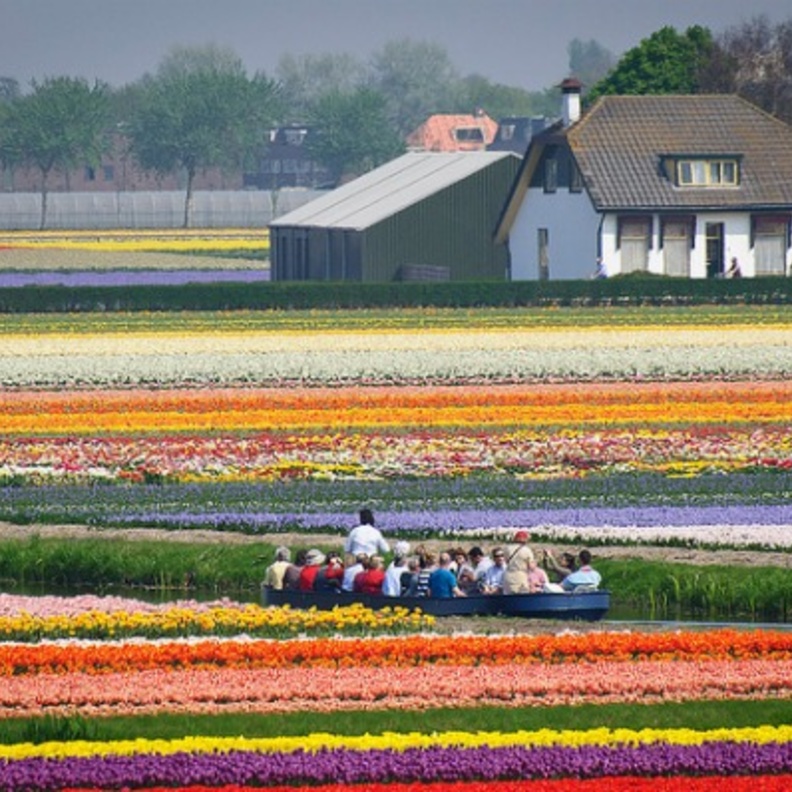 كيوكينهوف في هولندا .. أجمل حديقة ورود في العالم