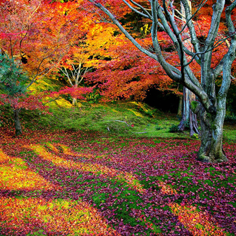 كيوتو Kyoto .. أفضل مدينة في العالم 2015