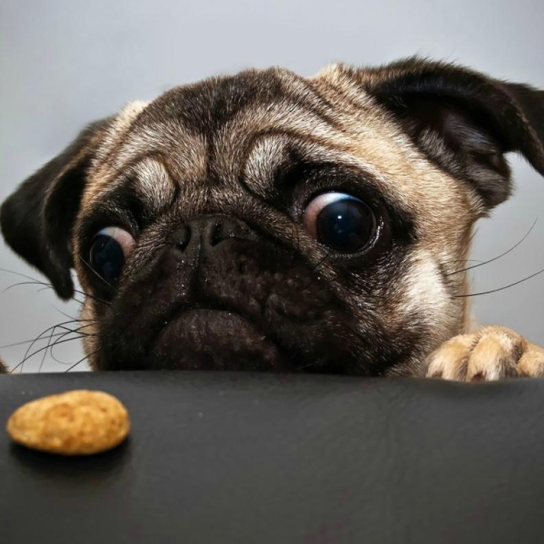 بالفيديو: هكذا يستعد "Doug the Pug" لموعد النوم