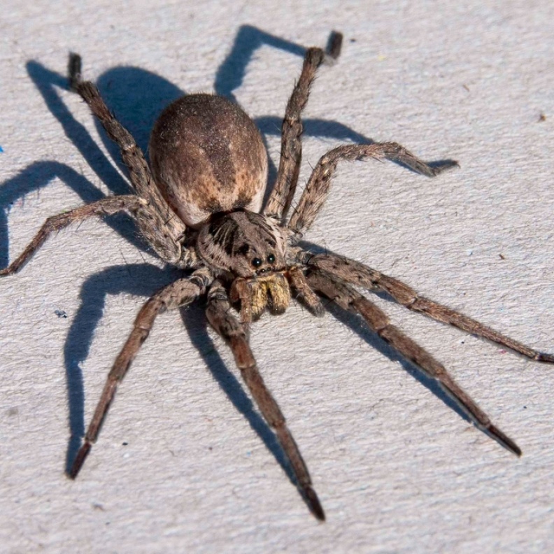 بالفيديو.. عنكبوت ضخم يخرج من إصبع موز