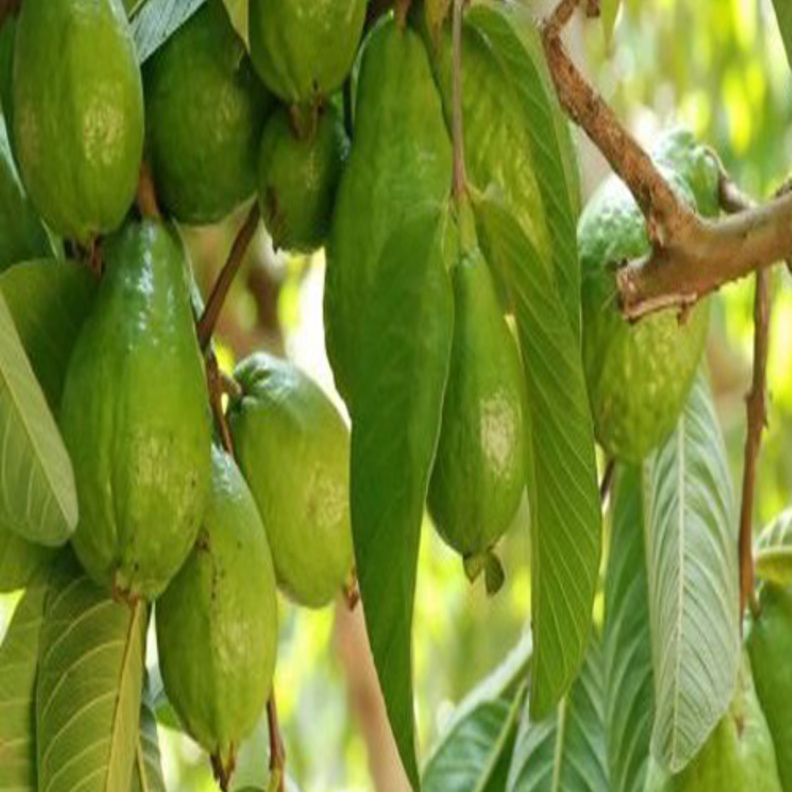 الجوافة