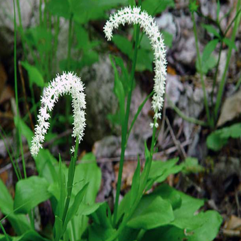 نبتة الهيلونيا علاج مشاكل الدورة الشهرية