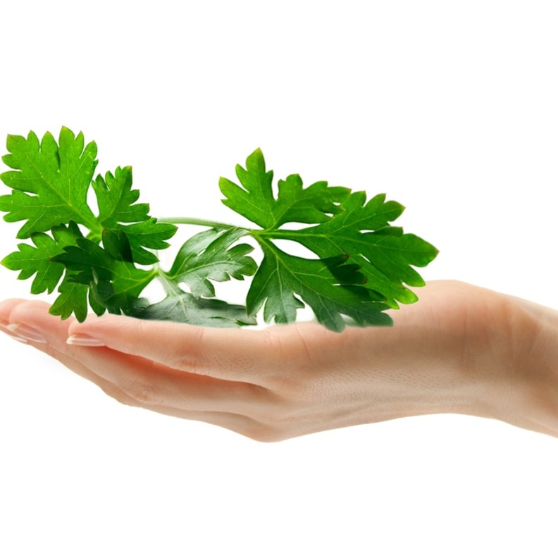 البقدونس علاج طبيعي للسكري و تقوية العظام