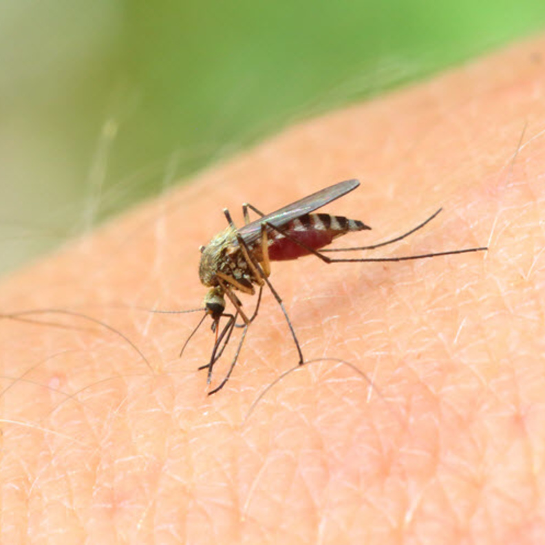 يتتقل فيروس زيكا من خلال لسعة البعوض الزاعج