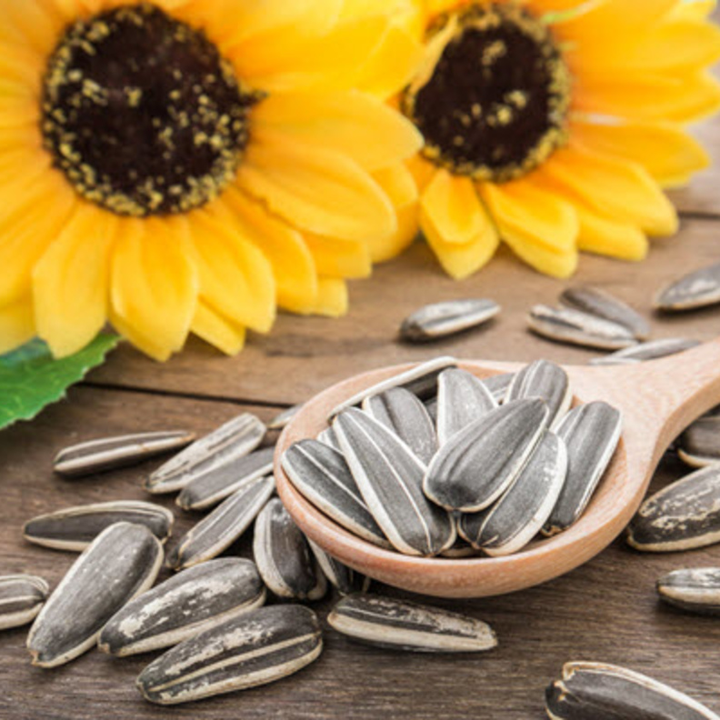 بذور اللب السوري وفوائده الصحية الكثيرة