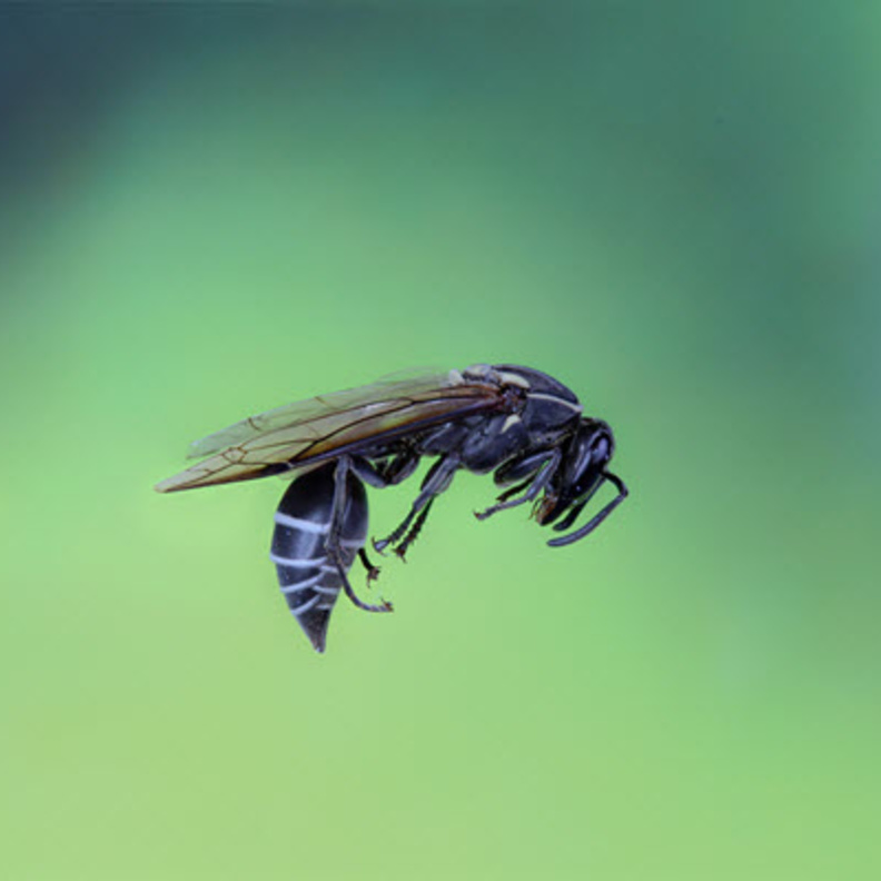 هل الشفاء من السرطان سيصبح ممكناً من خلال سمَ هذه الحشرة؟